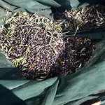 Bilocale Le Pinete A *