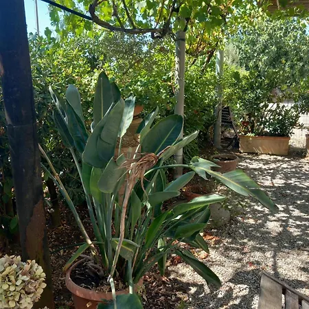 Lejlighed Bilocale Le Pinete A Riotorto